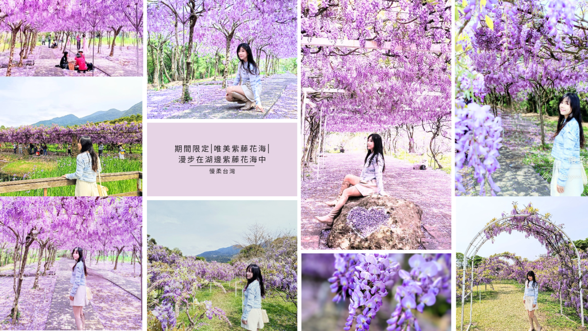 期間限定|唯美紫藤花海|漫步在湖邊紫藤花海中